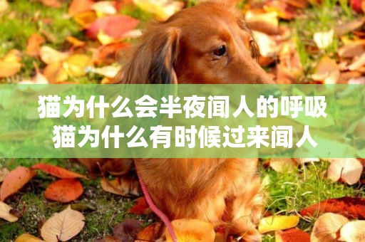 貓為什么會半夜聞人的呼吸 貓為什么有時候過來聞人