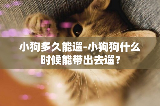 小狗多久能遛-小狗狗什么時候能帶出去遛？