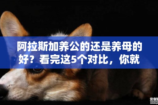 阿拉斯加養公的還是養母的好？看完這5個對比，你就明白了 