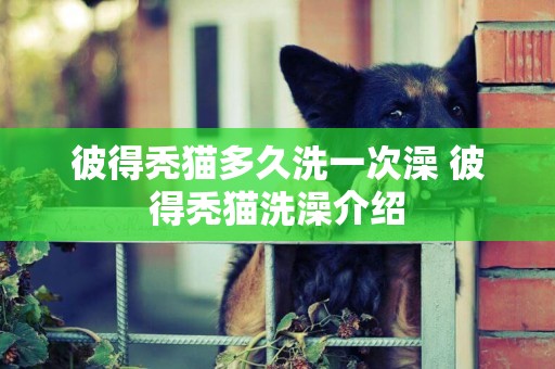 彼得禿貓多久洗一次澡 彼得禿貓洗澡介紹