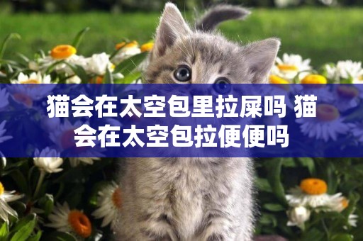 貓會在太空包里拉屎嗎 貓會在太空包拉便便嗎