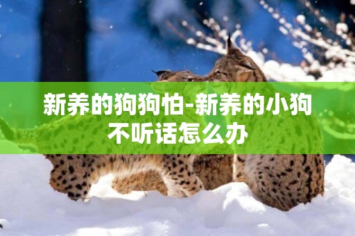 新養的狗狗怕-新養的小狗不聽話怎么辦