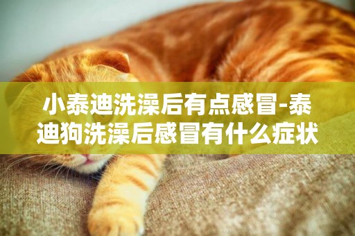 小泰迪洗澡后有點感冒-泰迪狗洗澡后感冒有什么癥狀