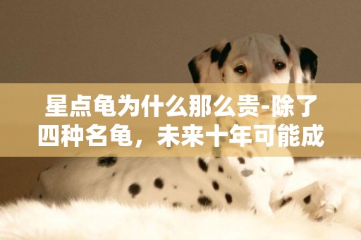 星點龜為什么那么貴-除了四種名龜，未來十年可能成為黑馬的龜種是什么龜