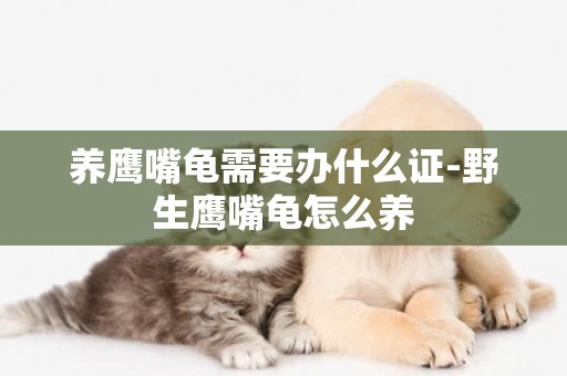 養鷹嘴龜需要辦什么證-野生鷹嘴龜怎么養