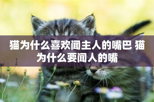 貓為什么喜歡聞主人的嘴巴 貓為什么要聞人的嘴