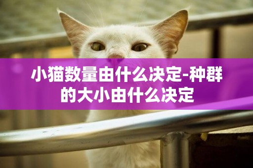 小貓數量由什么決定-種群的大小由什么決定