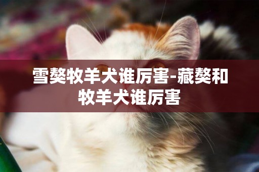 雪獒牧羊犬誰厲害-藏獒和牧羊犬誰厲害