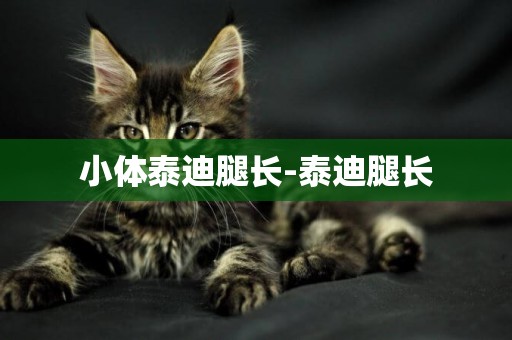 小體泰迪腿長-泰迪腿長