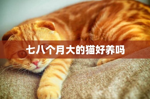七八個月大的貓好養嗎