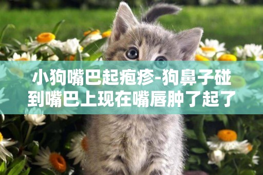 小狗嘴巴起皰疹-狗鼻子碰到嘴巴上現在嘴唇腫了起了好多小皰疹 求原因和解決方法 百度知道