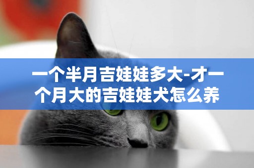 一個半月吉娃娃多大-才一個月大的吉娃娃犬怎么養