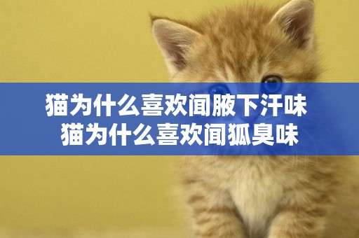 貓為什么喜歡聞腋下汗味 貓為什么喜歡聞狐臭味