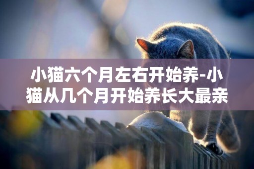 小貓六個月左右開始養-小貓從幾個月開始養長大最親人？