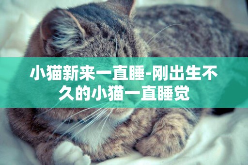 小貓新來一直睡-剛出生不久的小貓一直睡覺