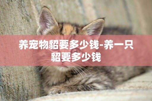 養寵物貂要多少錢-養一只貂要多少錢