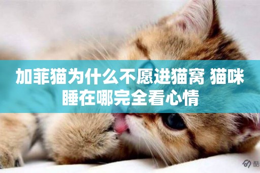 加菲貓為什么不愿進貓窩 貓咪睡在哪完全看心情