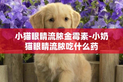 小貓眼睛流膿金霉素-小奶貓眼睛流膿吃什么藥