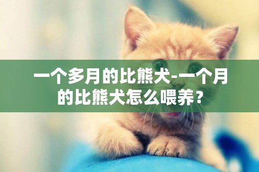 一個多月的比熊犬-一個月的比熊犬怎么喂養？