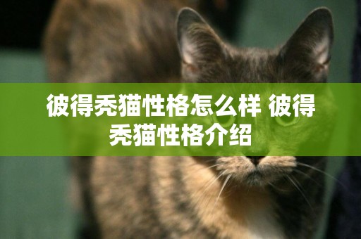 彼得禿貓性格怎么樣 彼得禿貓性格介紹