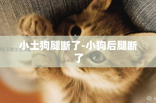 小土狗腿斷了-小狗后腿斷了