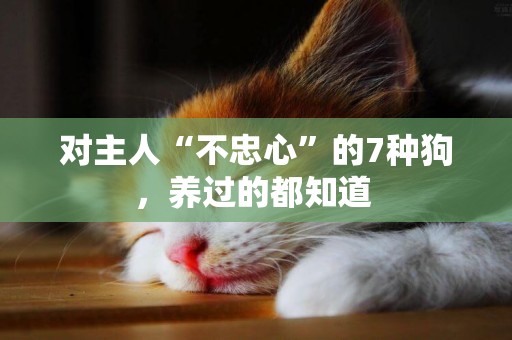 對主人“不忠心”的7種狗，養過的都知道 