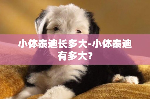 小體泰迪長多大-小體泰迪有多大？