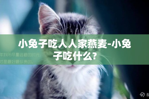 小兔子吃人人家燕麥-小兔子吃什么?