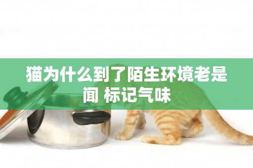貓為什么到了陌生環境老是聞 標記氣味