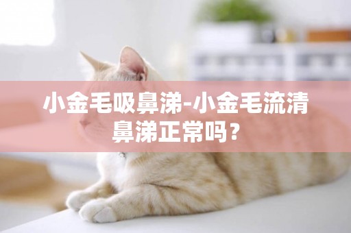 小金毛吸鼻涕-小金毛流清鼻涕正常嗎？