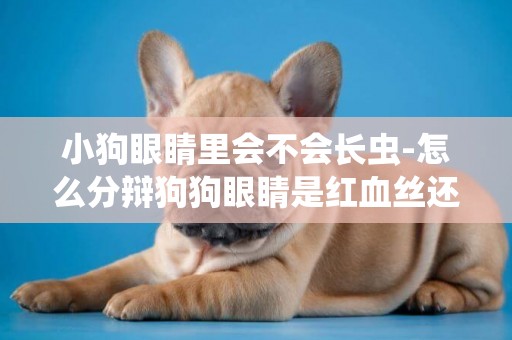 小狗眼睛里會不會長蟲-怎么分辯狗狗眼睛是紅血絲還是長蟲