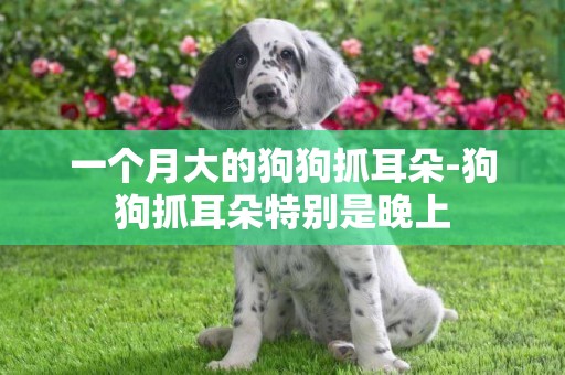 一個月大的狗狗抓耳朵-狗狗抓耳朵特別是晚上