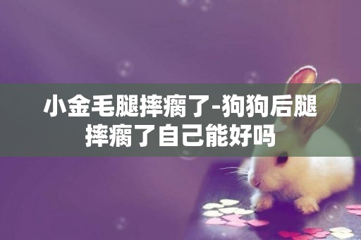 小金毛腿摔瘸了-狗狗后腿摔瘸了自己能好嗎