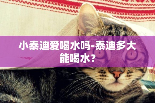小泰迪愛喝水嗎-泰迪多大能喝水？