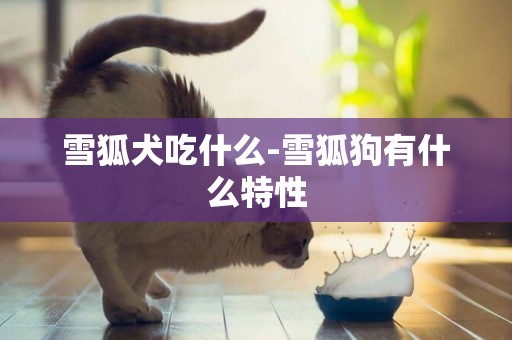 雪狐犬吃什么-雪狐狗有什么特性