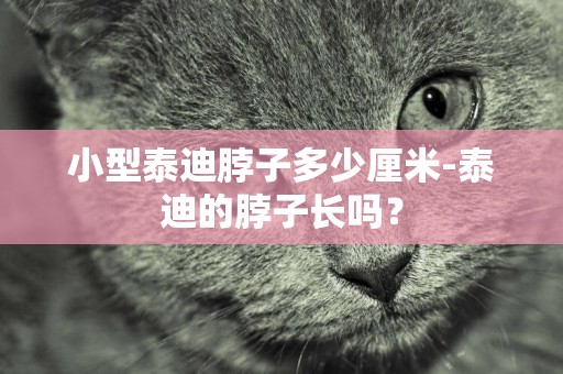 小型泰迪脖子多少厘米-泰迪的脖子長嗎？