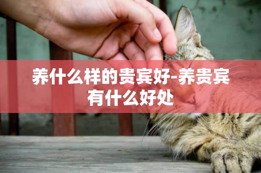 養什么樣的貴賓好-養貴賓有什么好處