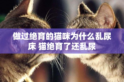 做過絕育的貓咪為什么亂尿床 貓絕育了還亂尿