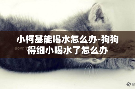 小柯基能喝水怎么辦-狗狗得細小喝水了怎么辦