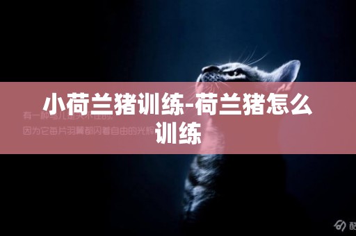 小荷蘭豬訓練-荷蘭豬怎么訓練