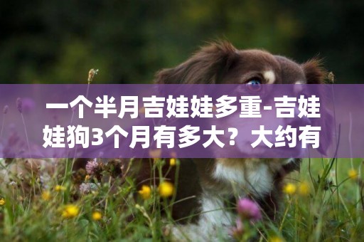 一個半月吉娃娃多重-吉娃娃狗3個月有多大？大約有多重？