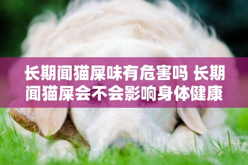 長期聞貓屎味有危害嗎 長期聞貓屎會不會影響身體健康？