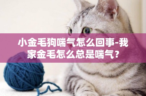 小金毛狗喘氣怎么回事-我家金毛怎么總是喘氣？
