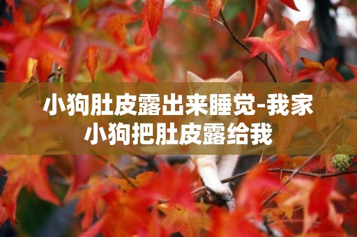 小狗肚皮露出來睡覺-我家小狗把肚皮露給我
