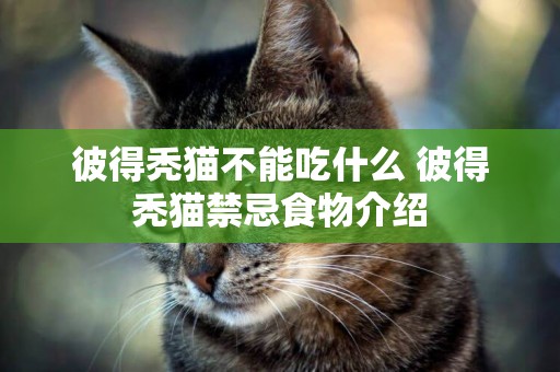 彼得禿貓不能吃什么 彼得禿貓禁忌食物介紹