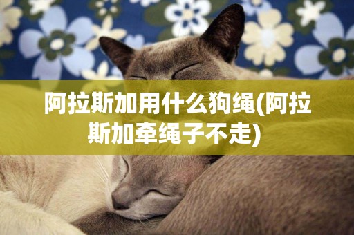 阿拉斯加用什么狗繩(阿拉斯加牽繩子不走) 