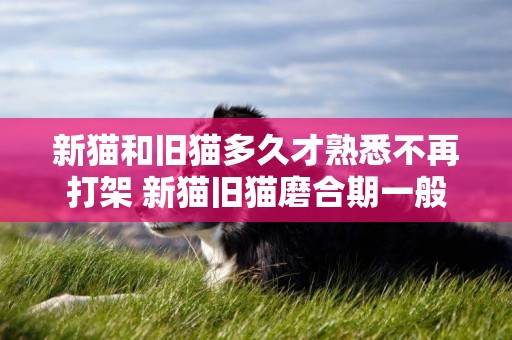 新貓和舊貓多久才熟悉不再打架 新貓舊貓磨合期一般要多久