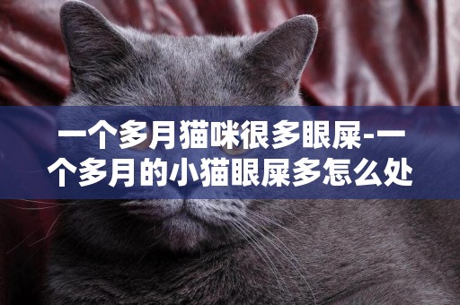 一個多月貓咪很多眼屎-一個多月的小貓眼屎多怎么處理？