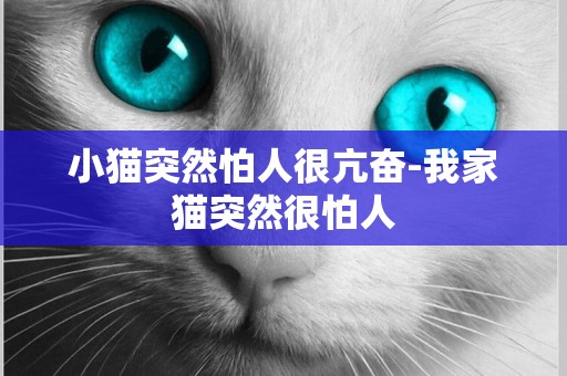 小貓突然怕人很亢奮-我家貓突然很怕人