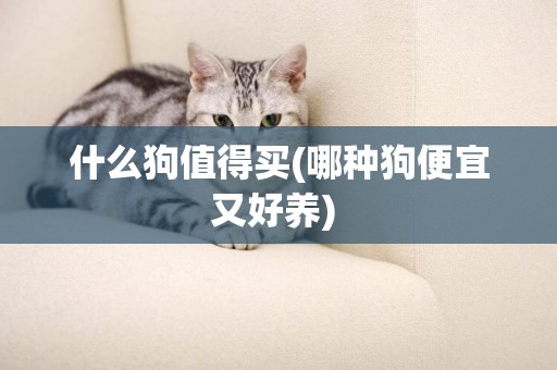 什么狗值得買(哪種狗便宜又好養) 